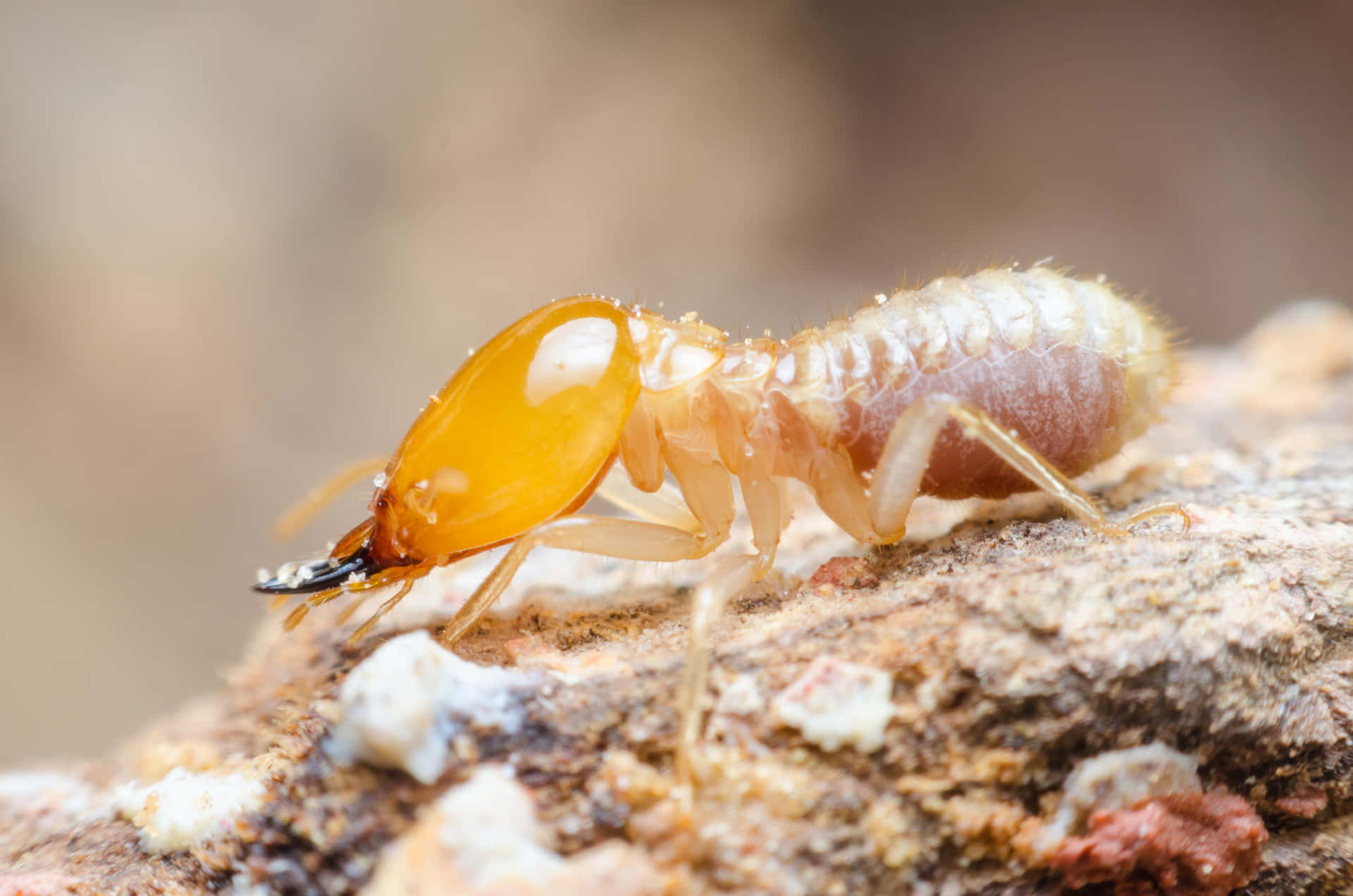 Close Up Termiteon Wood Wallpaper