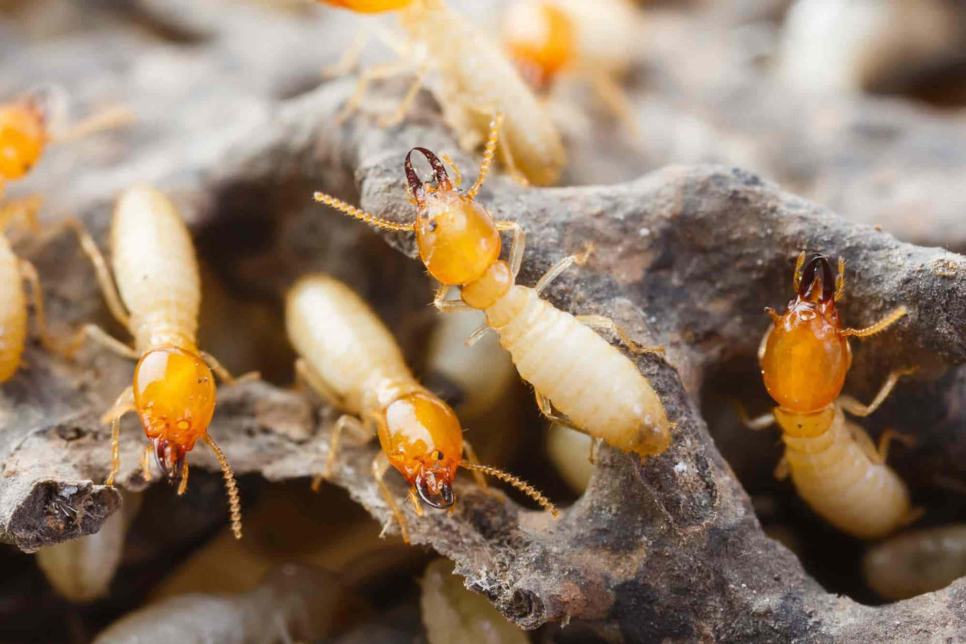 Close Up Termitesin Habitat.jpg Wallpaper
