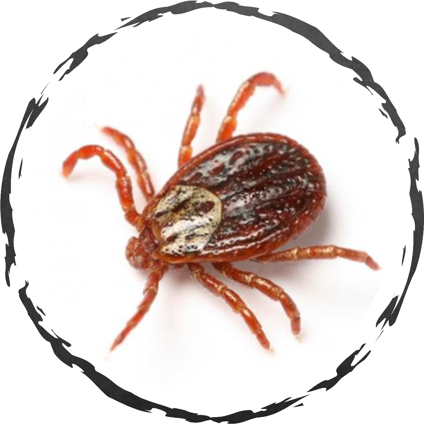Close Up Tick Isolated PNG