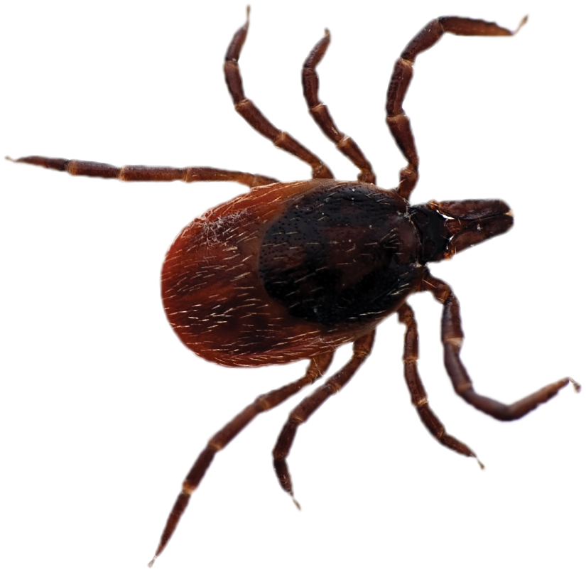 Close Up Tick Transparent Background PNG