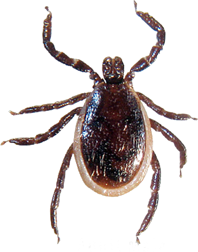 Close Up Tick Transparent Background PNG