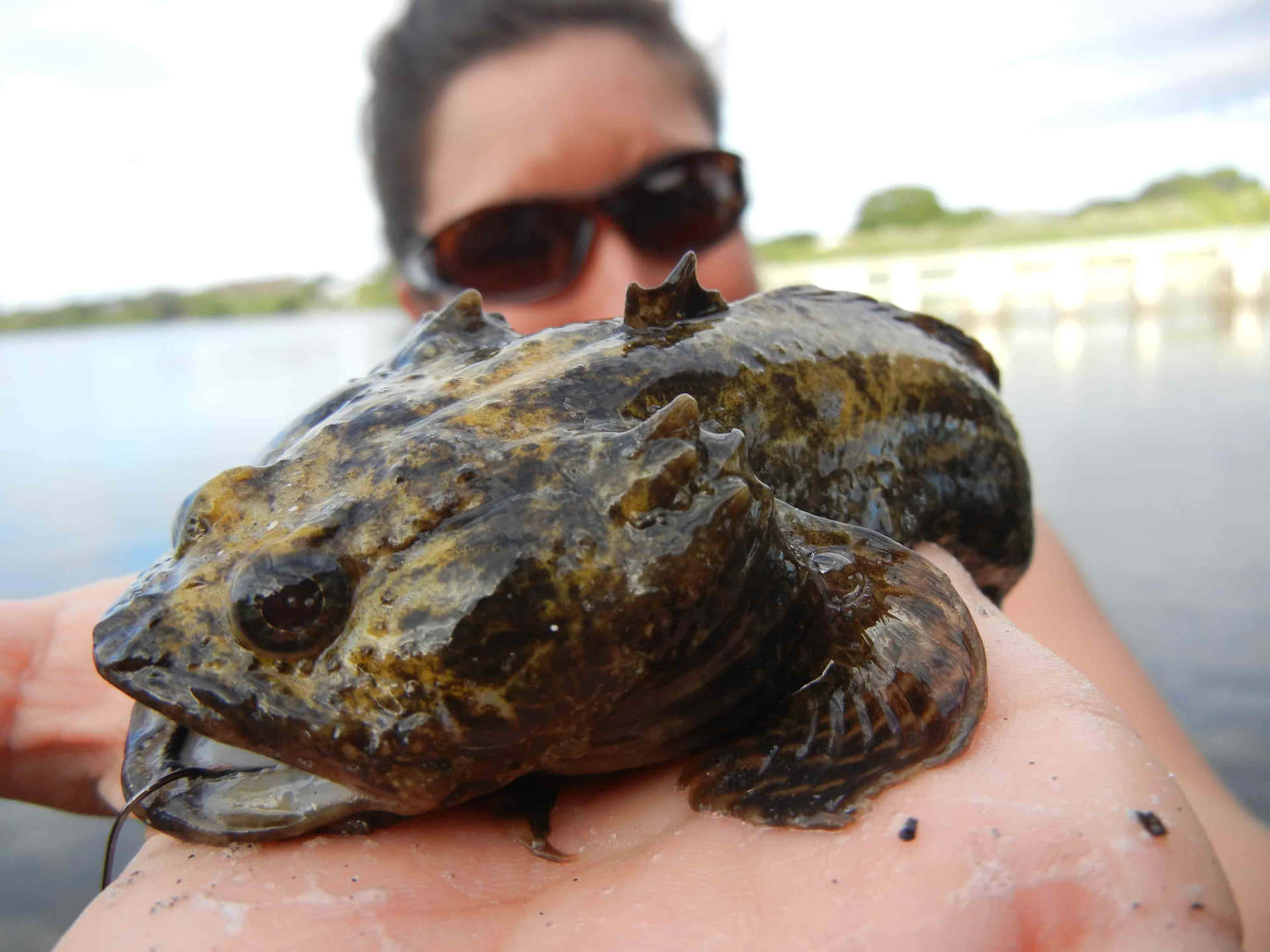 Close Up Toadfish Held By Person Wallpaper