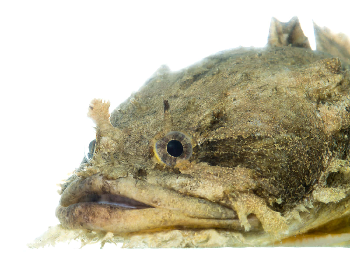 Close Up Toadfish Portrait Wallpaper