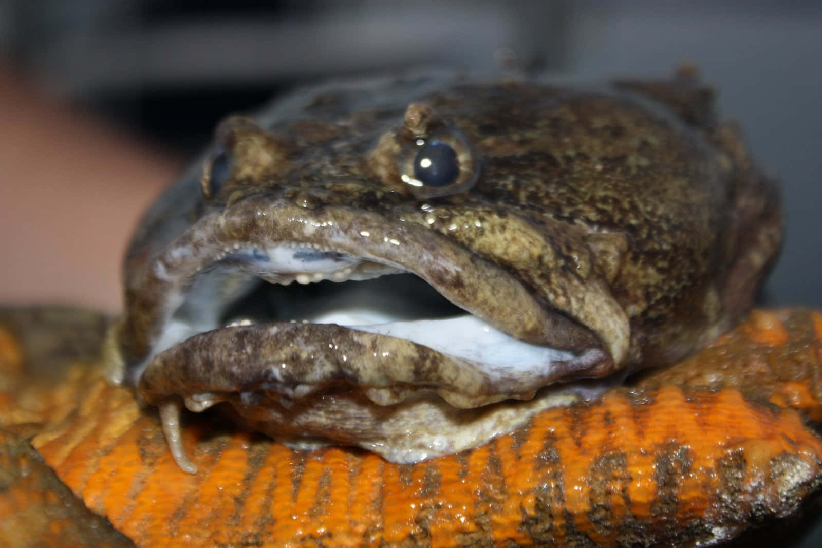 Close Up Toadfish Portrait Wallpaper