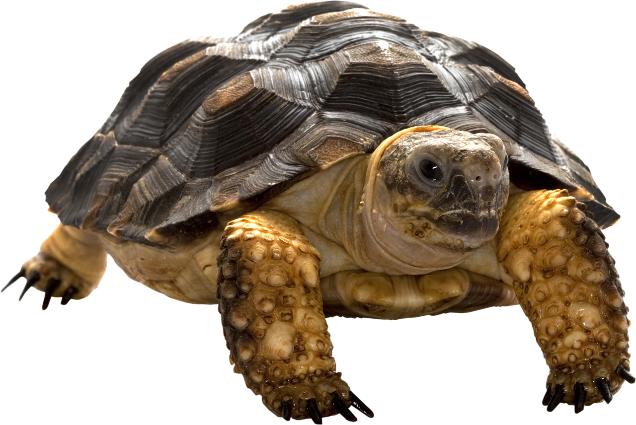 Close Up Tortoise Isolated Background.png PNG