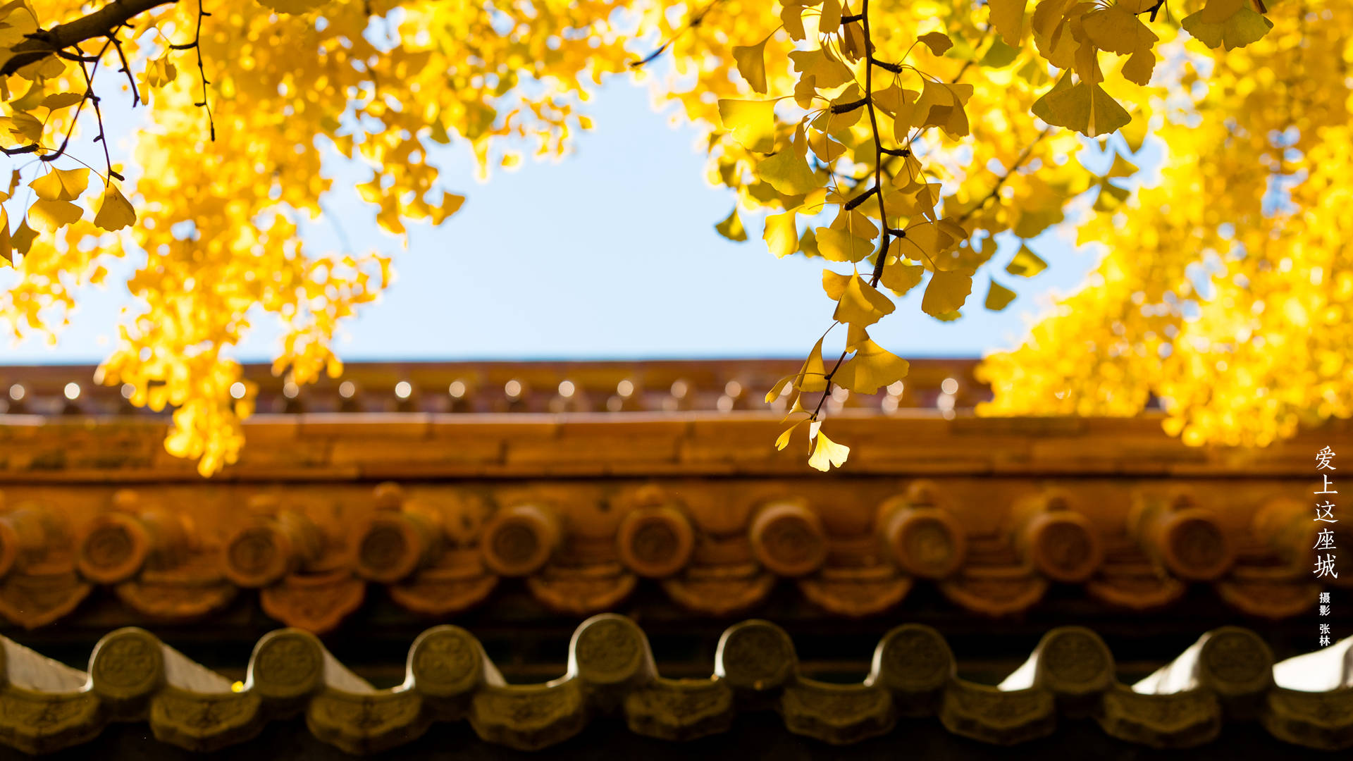 Close-up Traditional Roof Forbidden City Picture