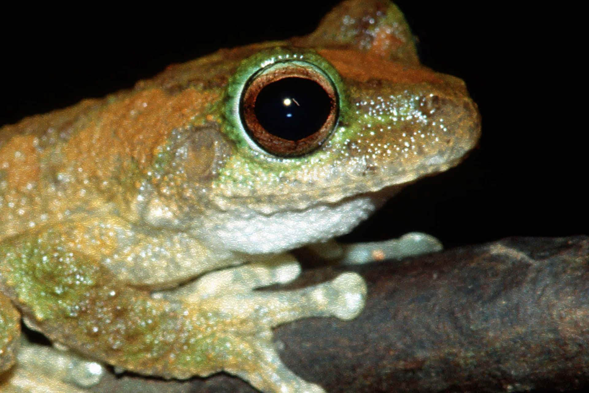 Close Up Tree Frog Eye Wallpaper