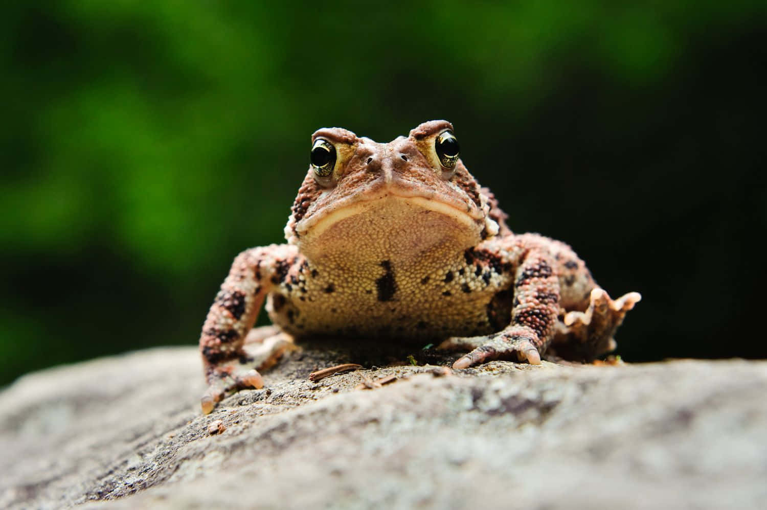 Close Up True Frog On Rock.jpg Wallpaper