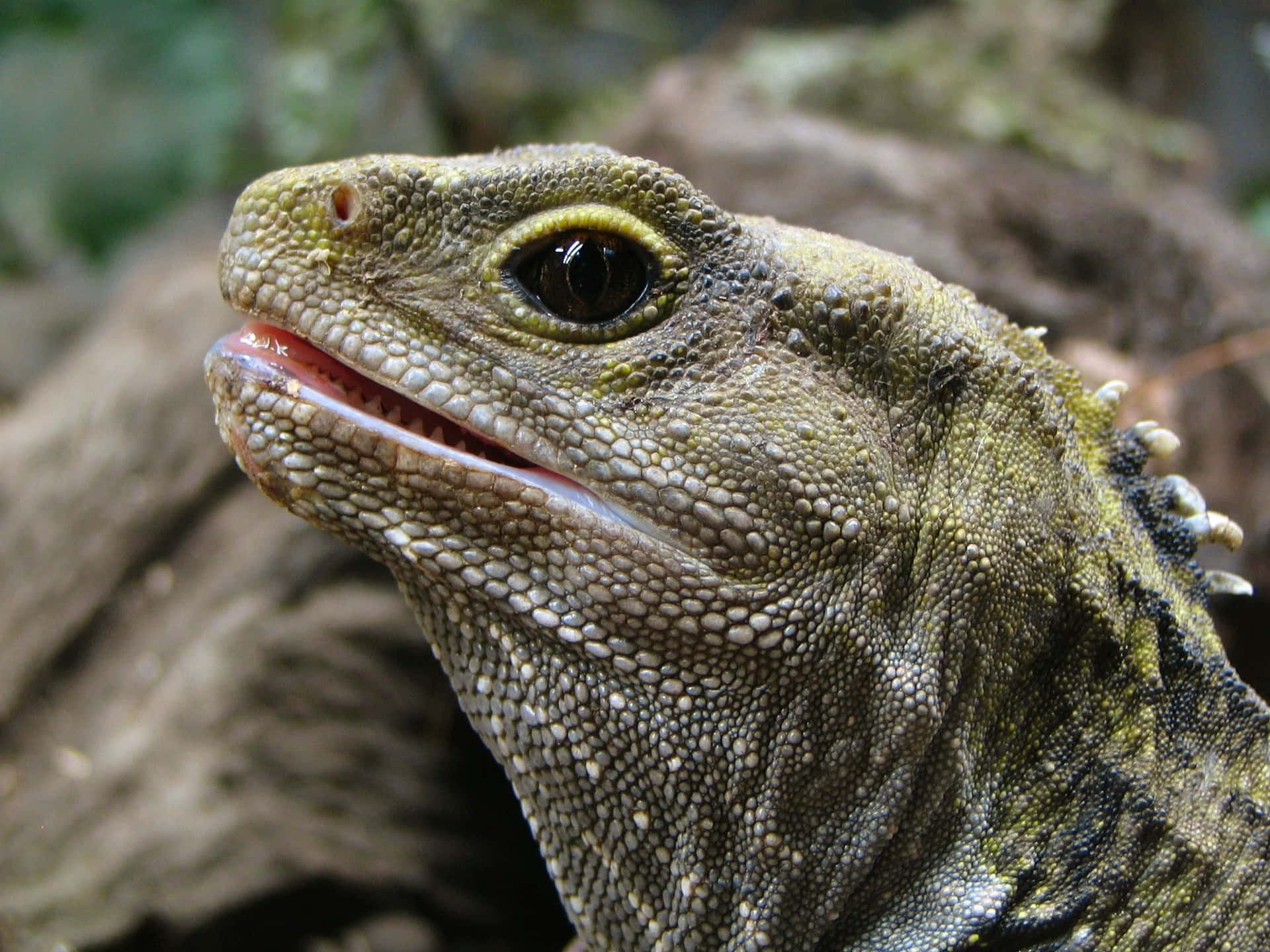 Download Close Up Tuatara Reptile Wallpaper | Wallpapers.com