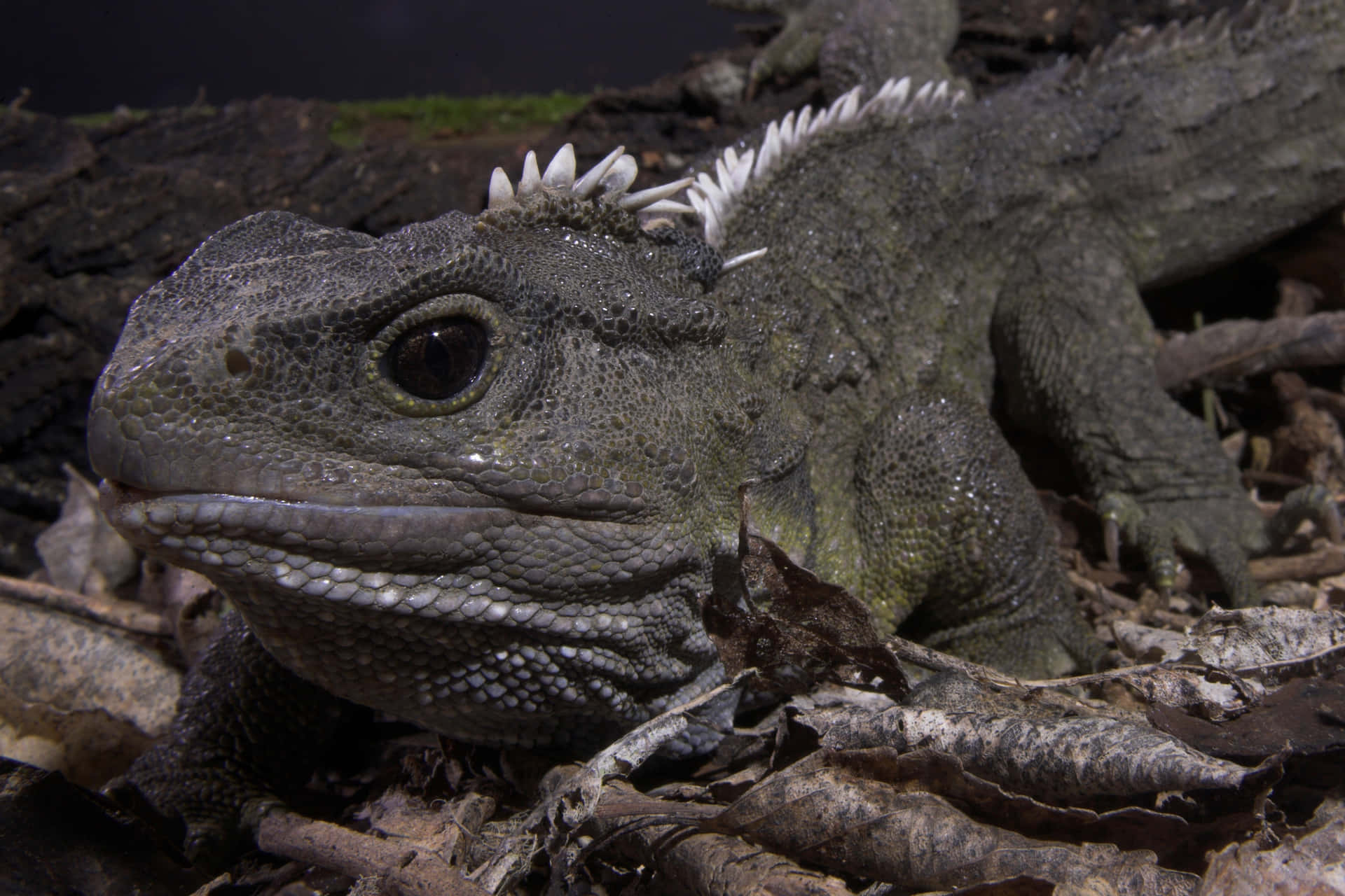 Close Up Tuatara Reptiel Achtergrond