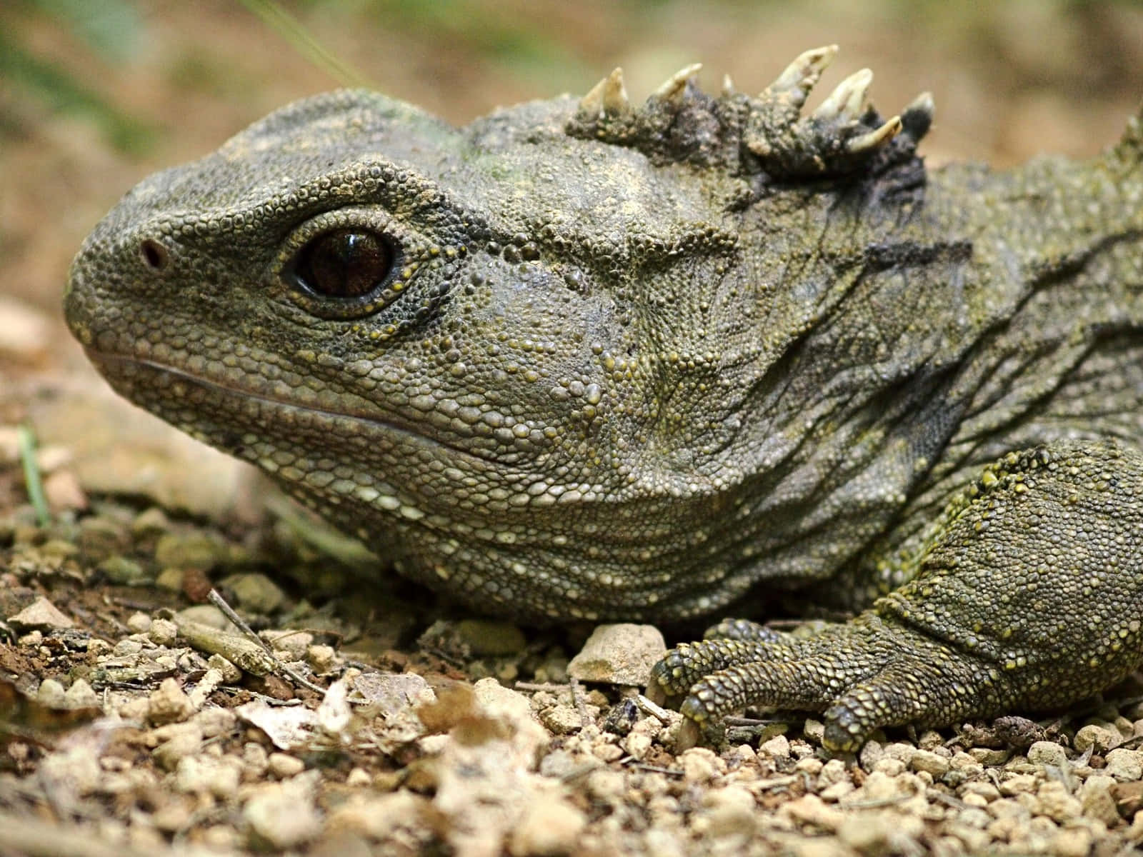 Close Up Tuatara Reptiel Achtergrond