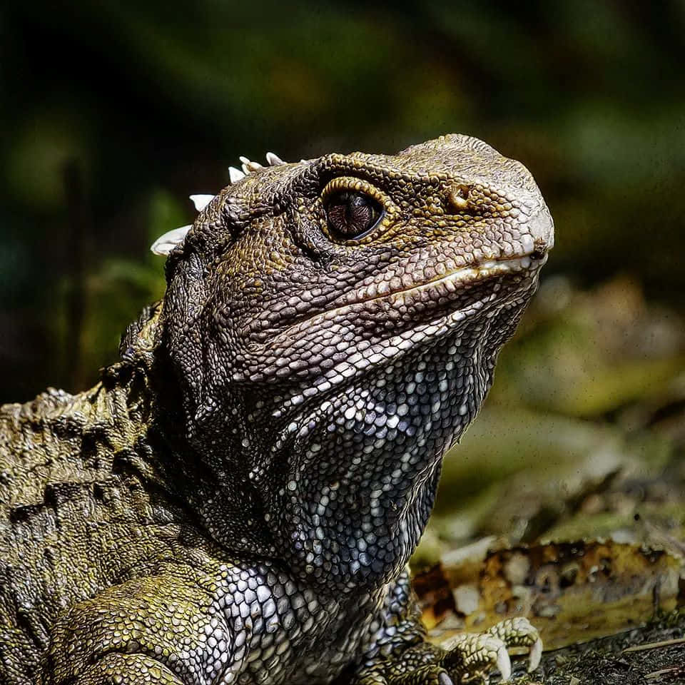 Close Up Tuatara Reptiel Achtergrond