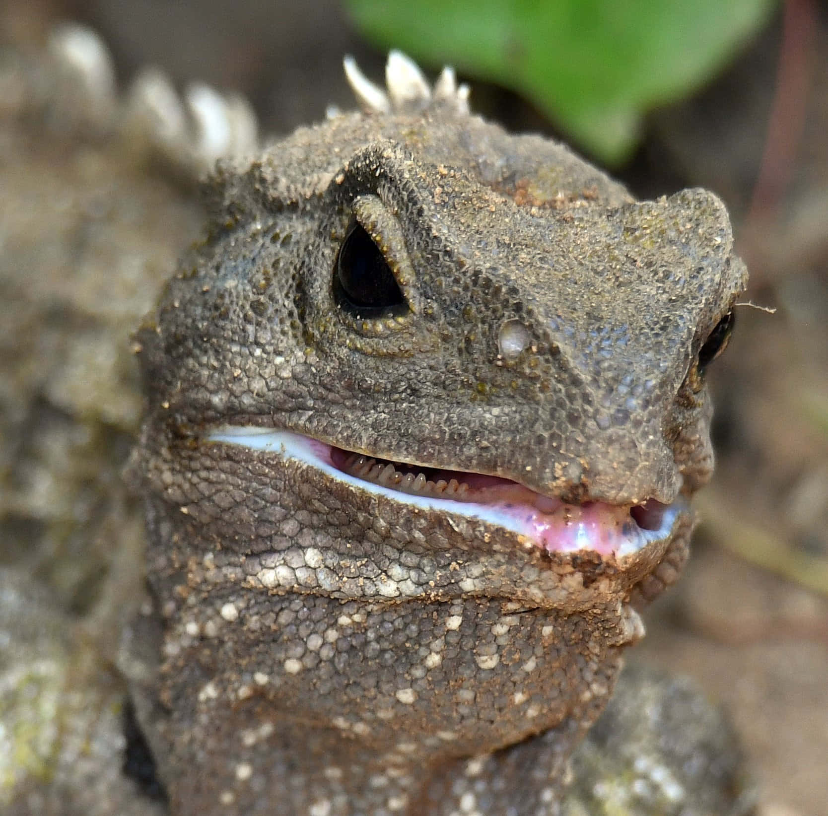 Close Up Tuatara Reptiel Achtergrond