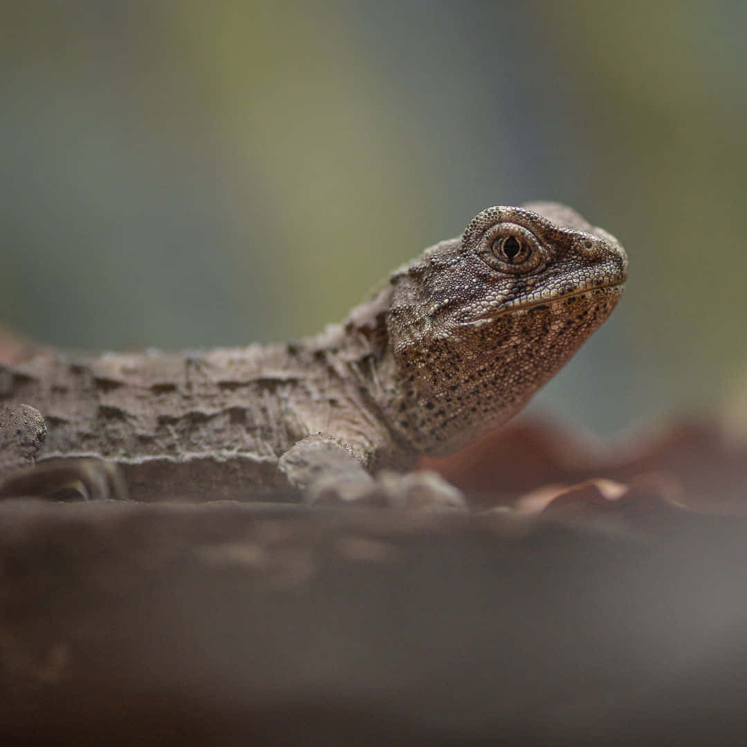 Close Up Tuatara Reptiel Achtergrond