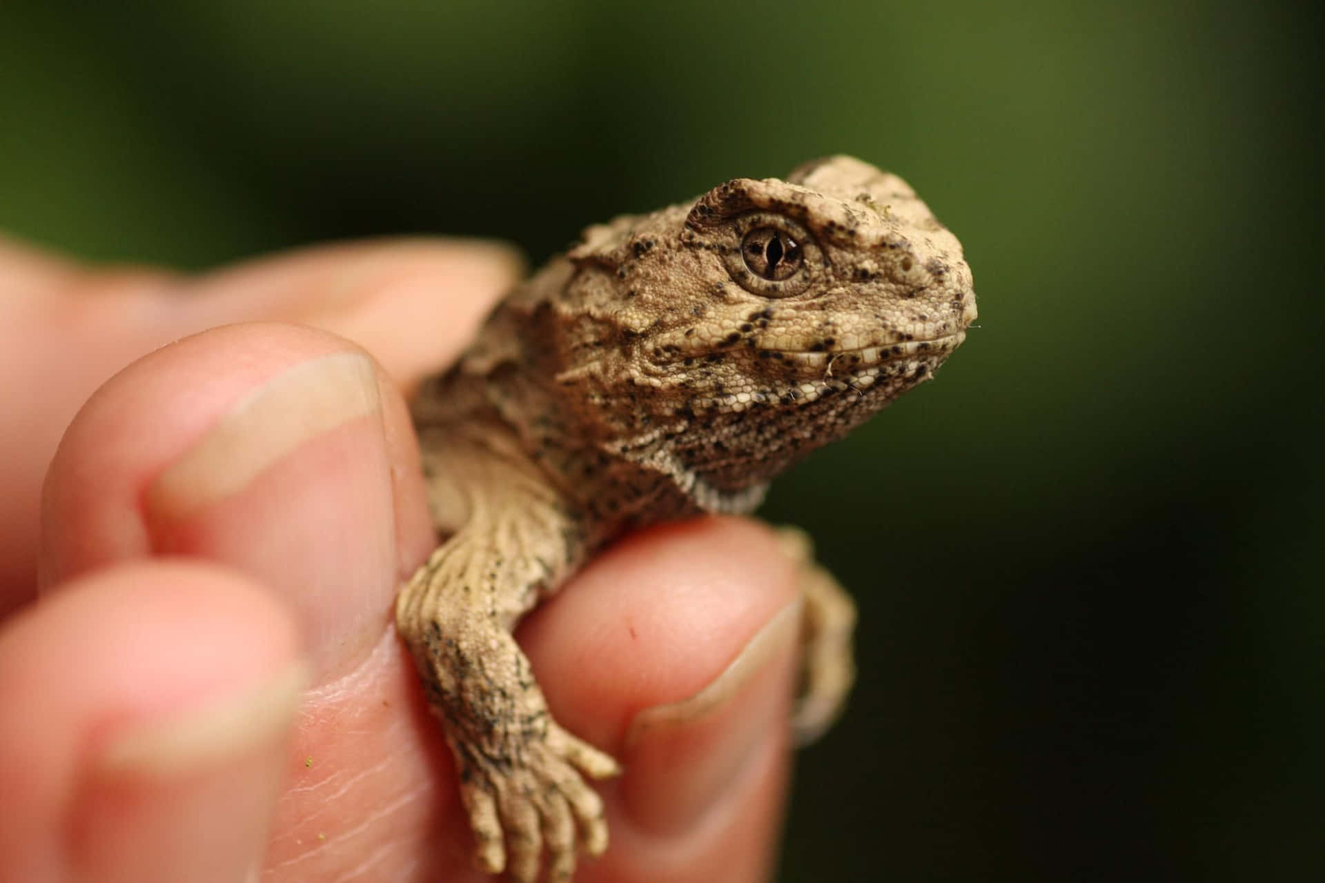 Close Up Tuatara Op Mensenhand Achtergrond