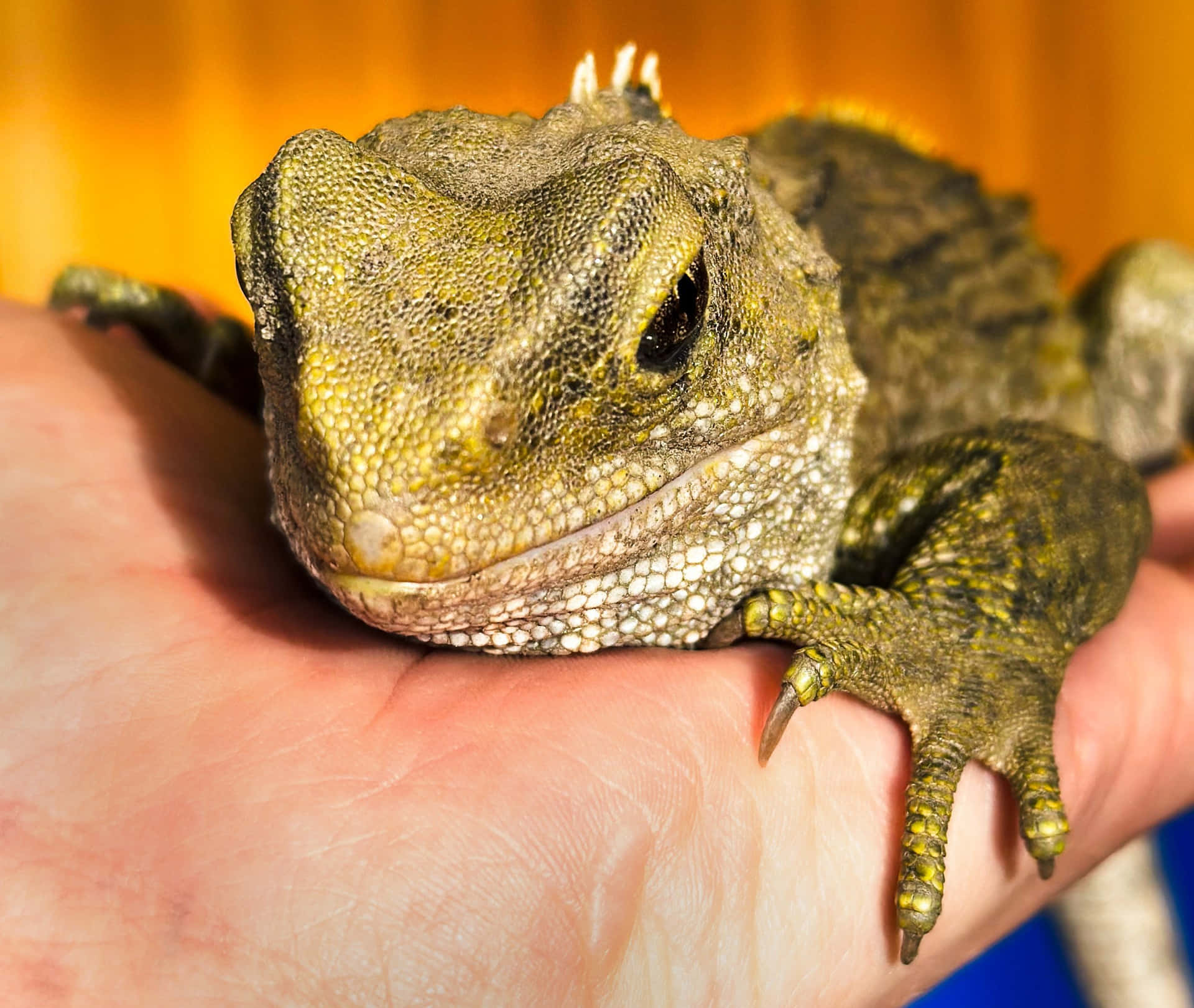 Close Up Tuatara Op Menselijke Hand Achtergrond