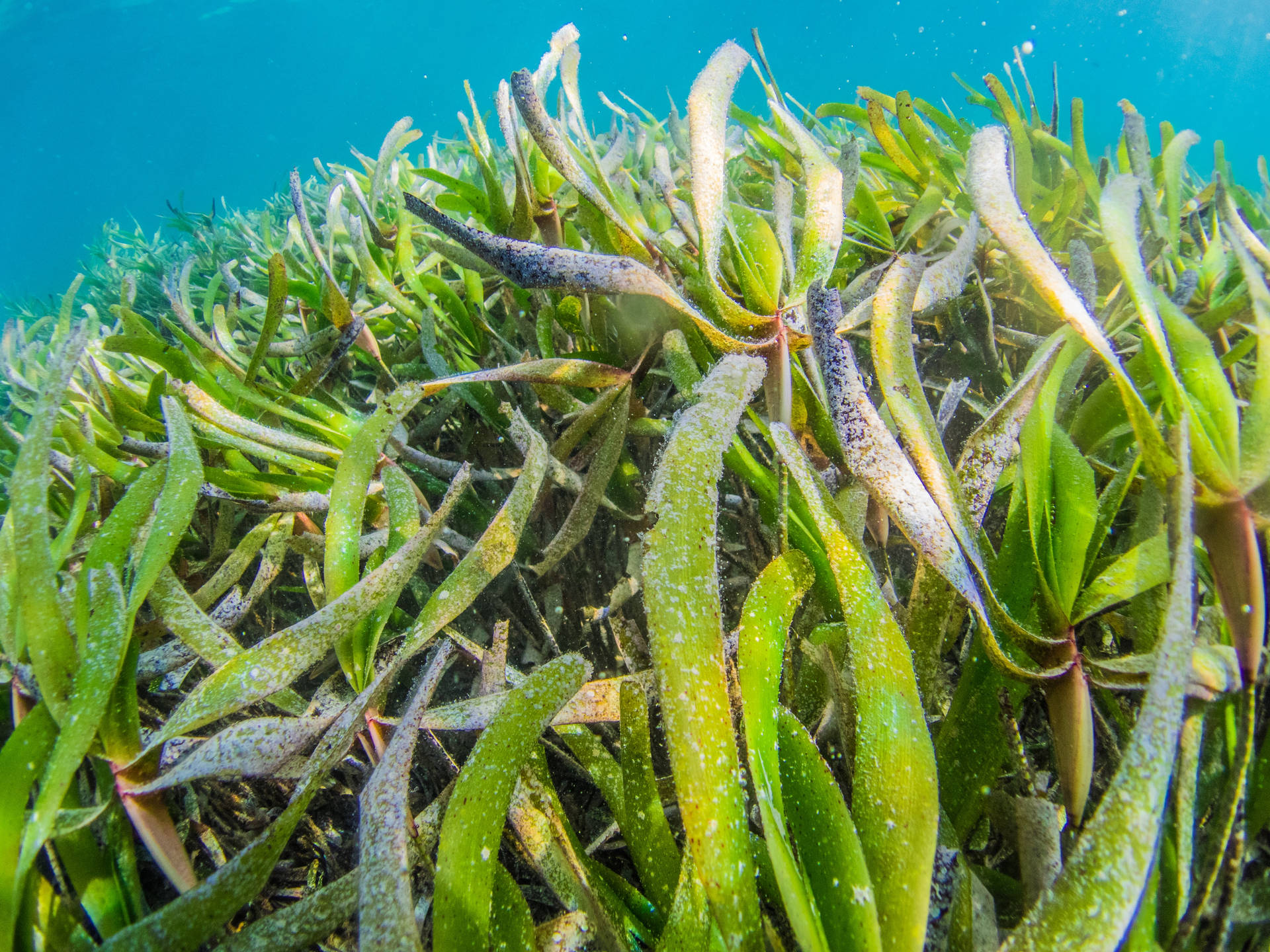 Primopiano Di Una Pianta Di Alga Sottomarina Sotto L'acqua Sfondo