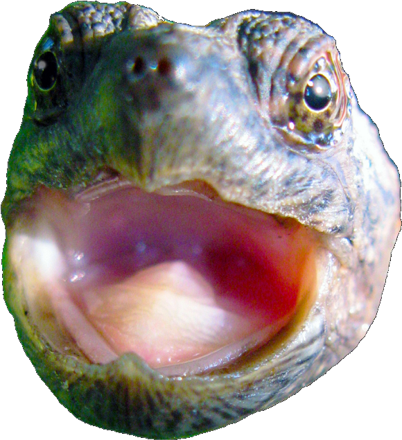 Close Up Turtle Mouth PNG