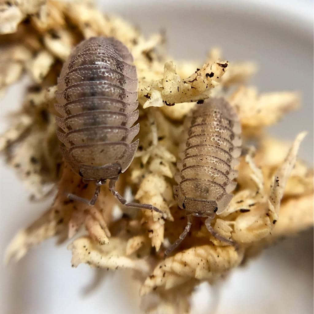 Download Close Up Two Isopods On Substrate.jpg Wallpaper | Wallpapers.com