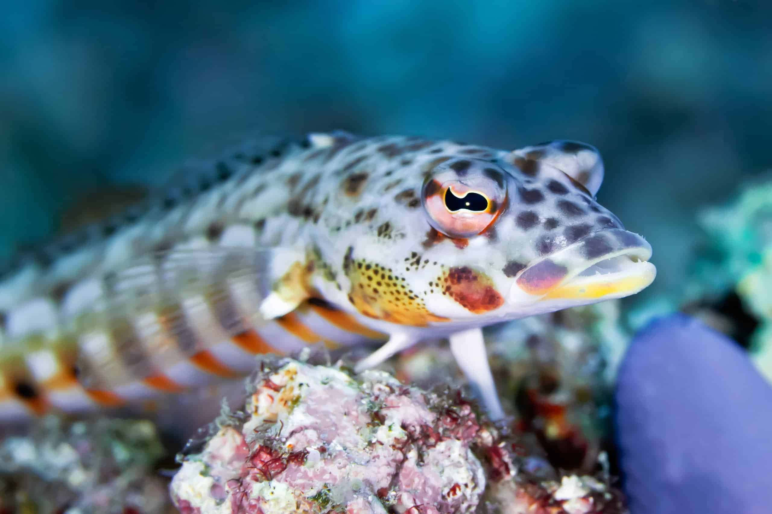 Close-up Underwater Shot Of A Vibrant Lizardfish Wallpaper