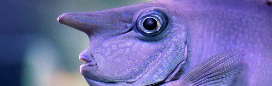 Close Up Unicorn Fish Naso Brevirostris.jpg Wallpaper