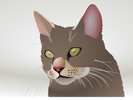 Close Up Vector Illustrationof Cat Face PNG
