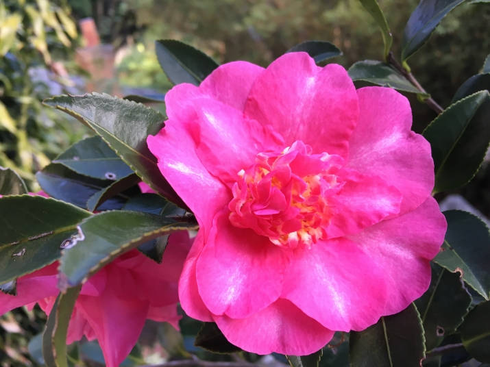 Close-up View Of A Beautiful Camellia Sasanqua Flower In Bloom Wallpaper