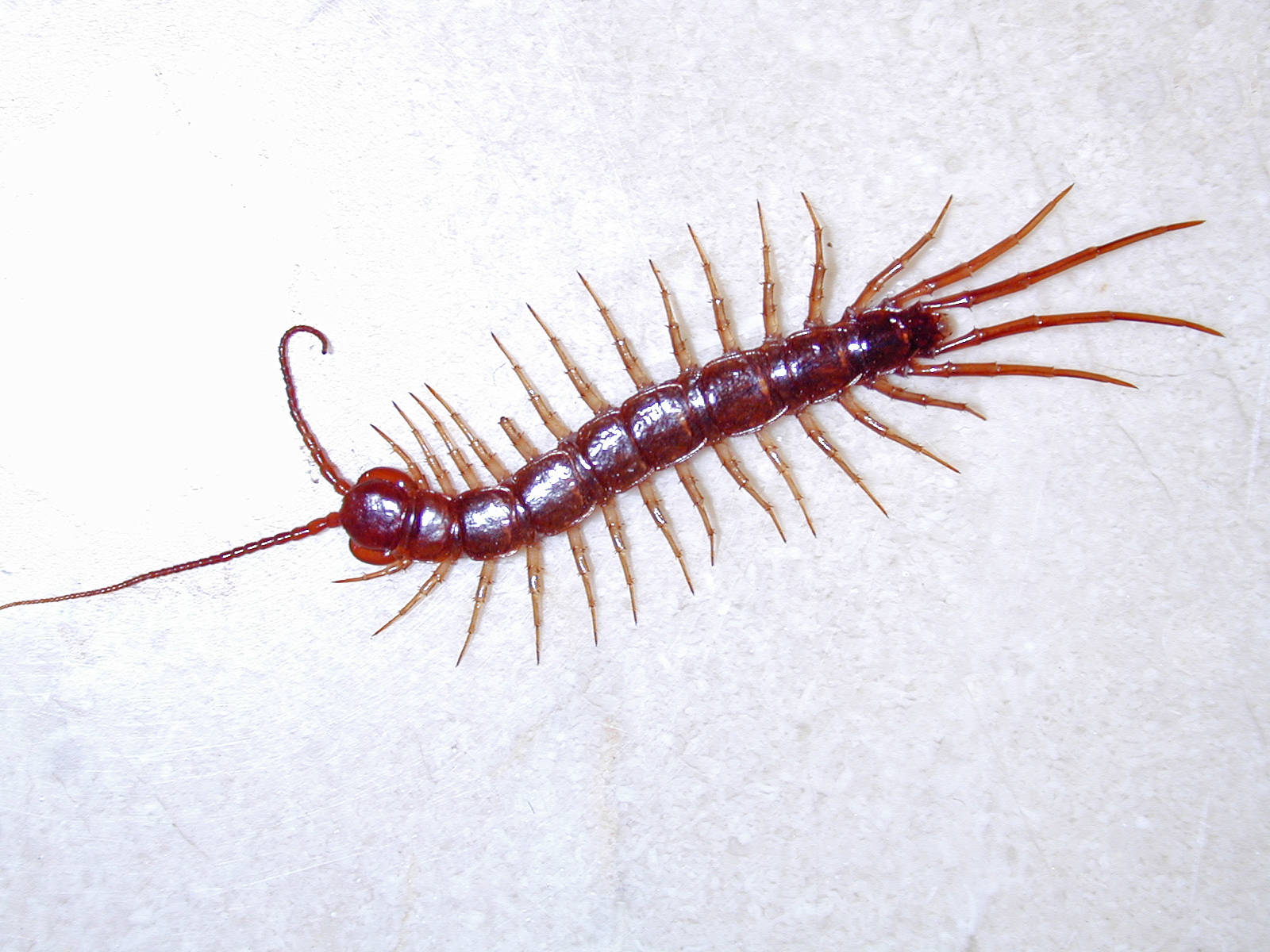 Close-up View Of A Millipede Wallpaper