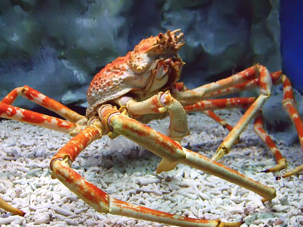 Close-up View Of A Spider Crab In Its Natural Habitat Wallpaper