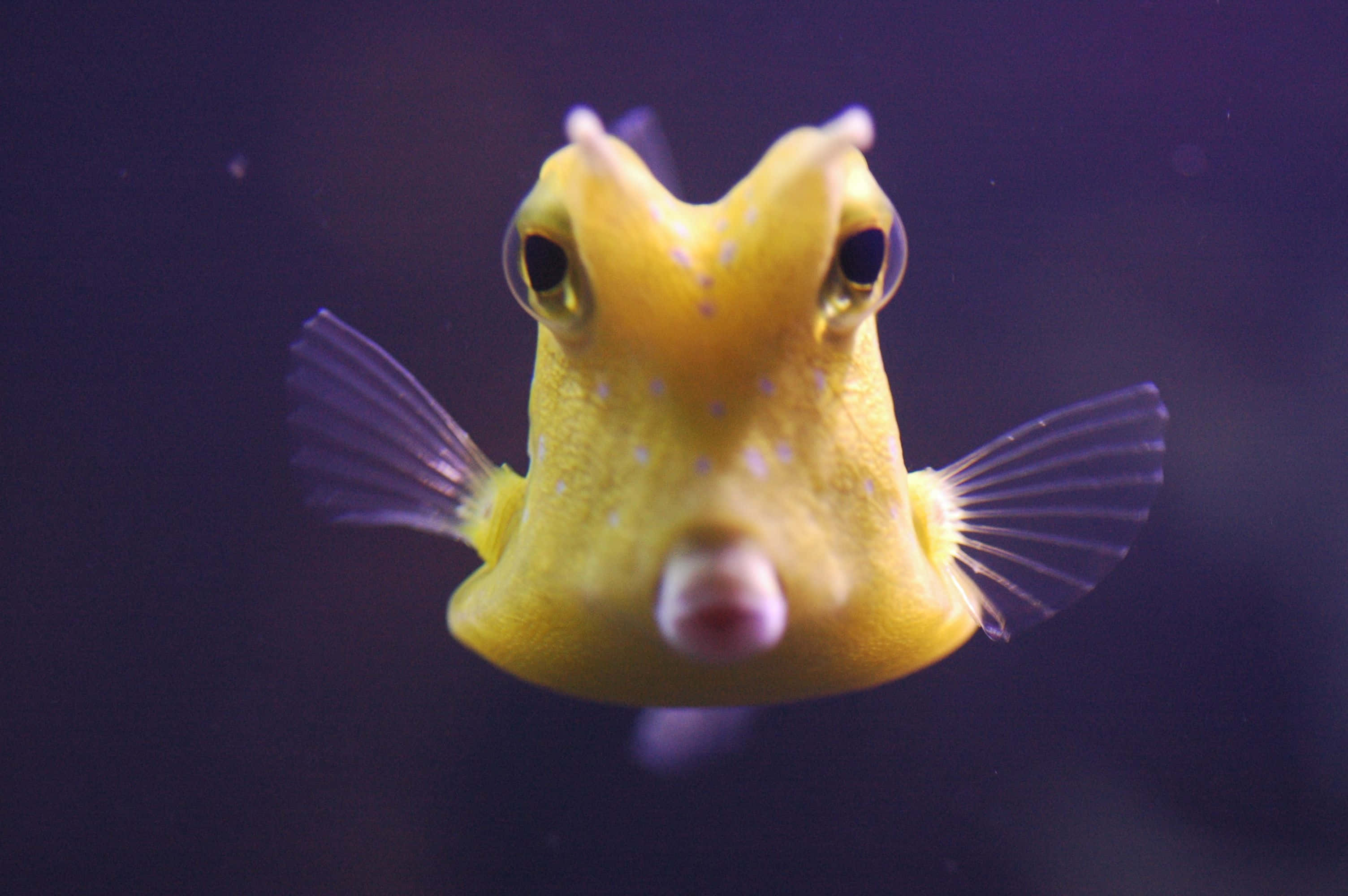 Close-up View Of A Vibrant Cowfish Swimming Underwater Wallpaper