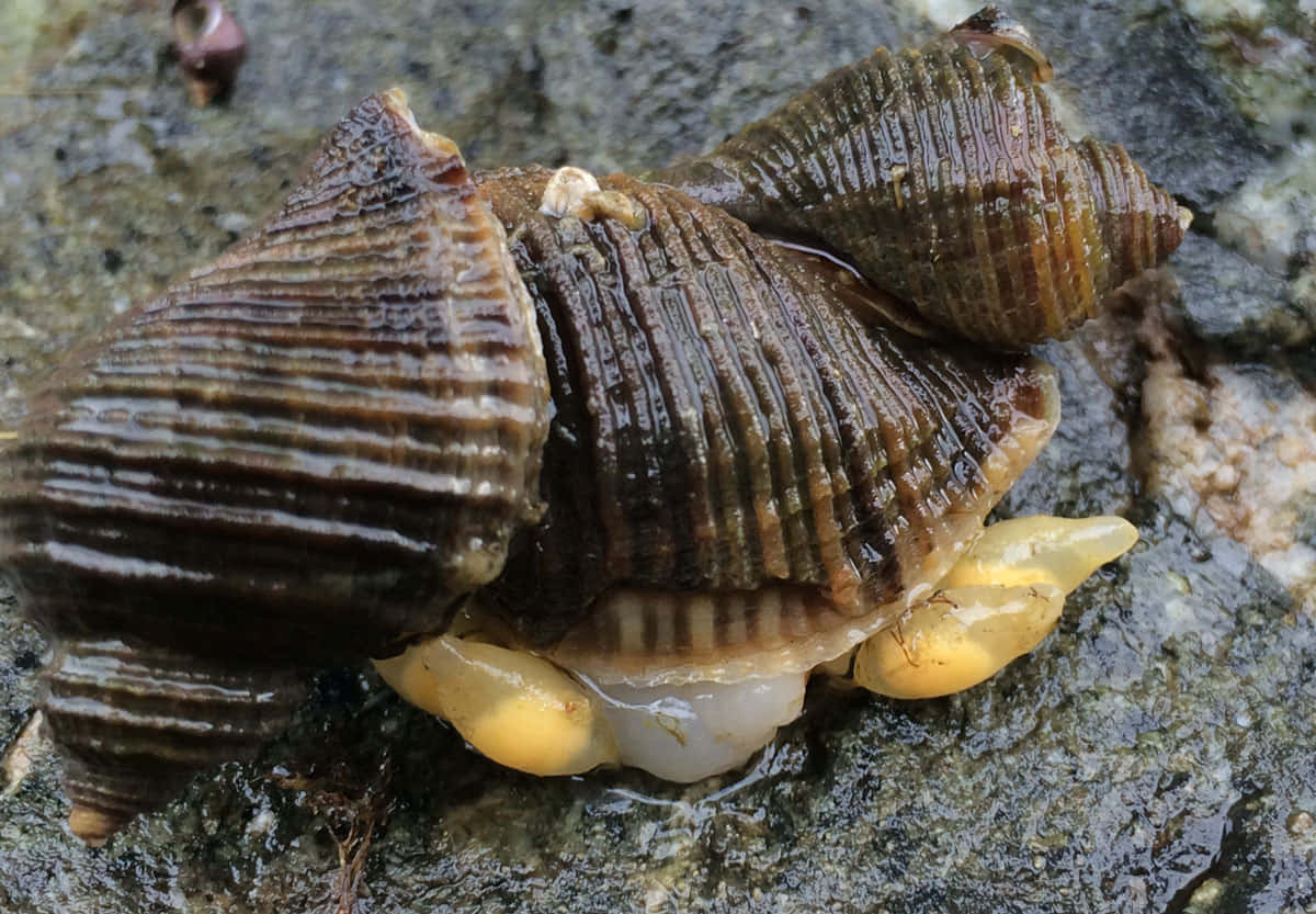 Close-up View Of A Whelk Shell Wallpaper