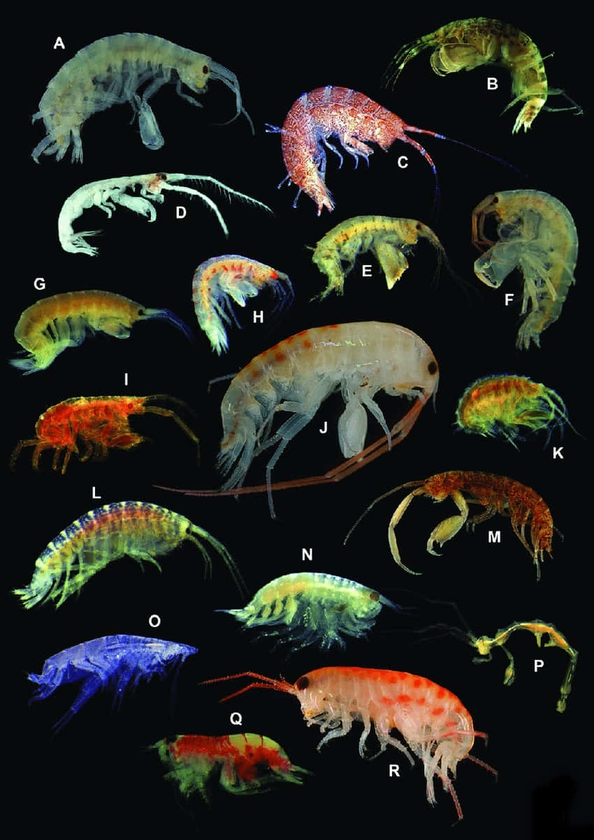 Close-up View Of Amphipod Underwater Wallpaper