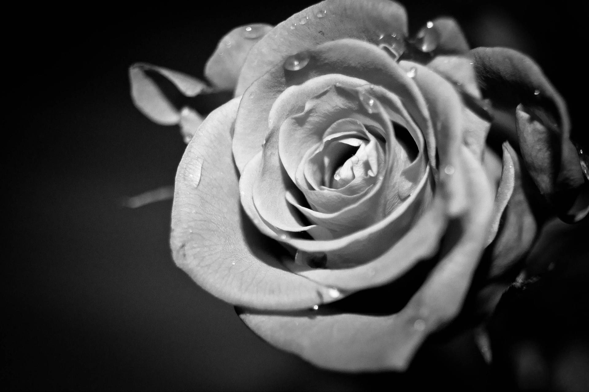 Vistaen Primer Plano De Una Rosa En Blanco Y Negro. Fondo de pantalla