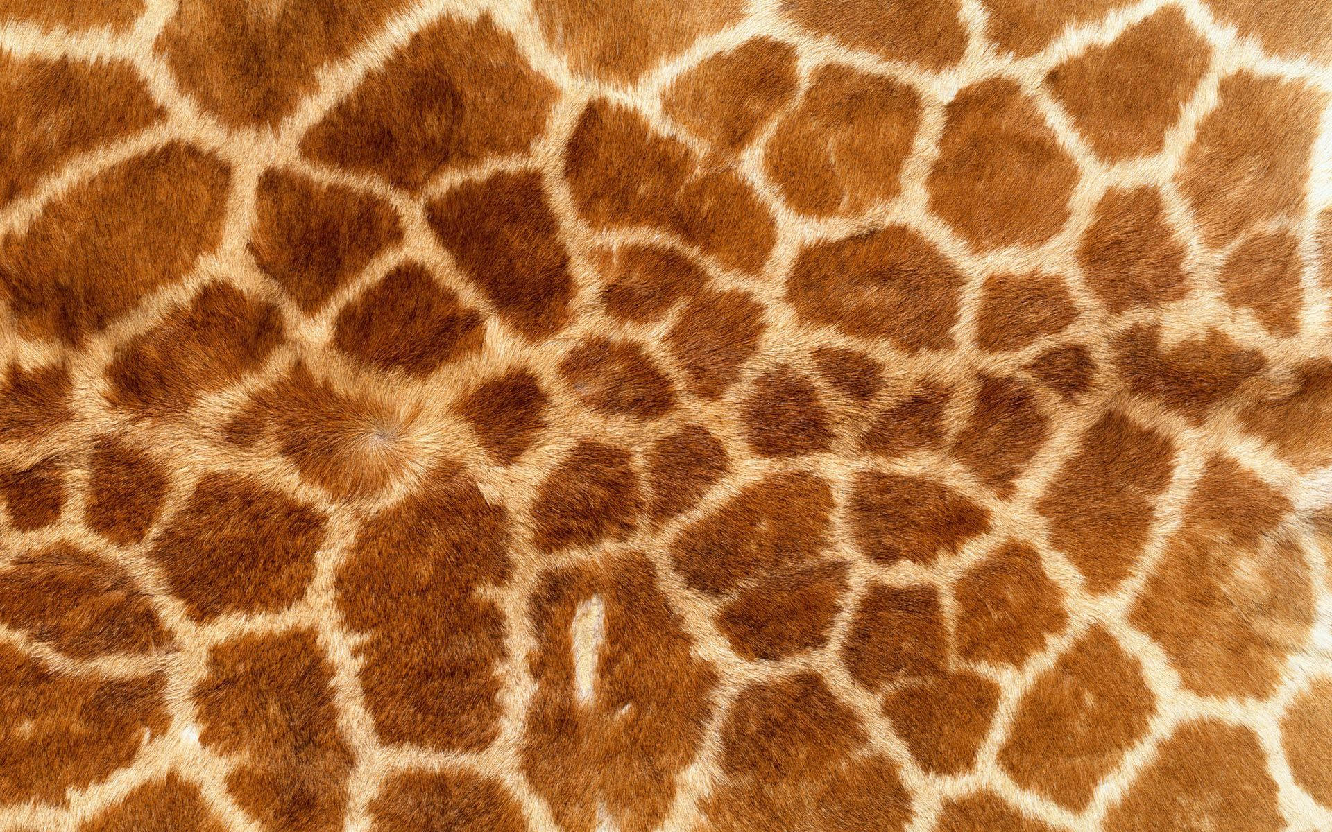 Close-up View Of Luxurious Animal Fur Wallpaper