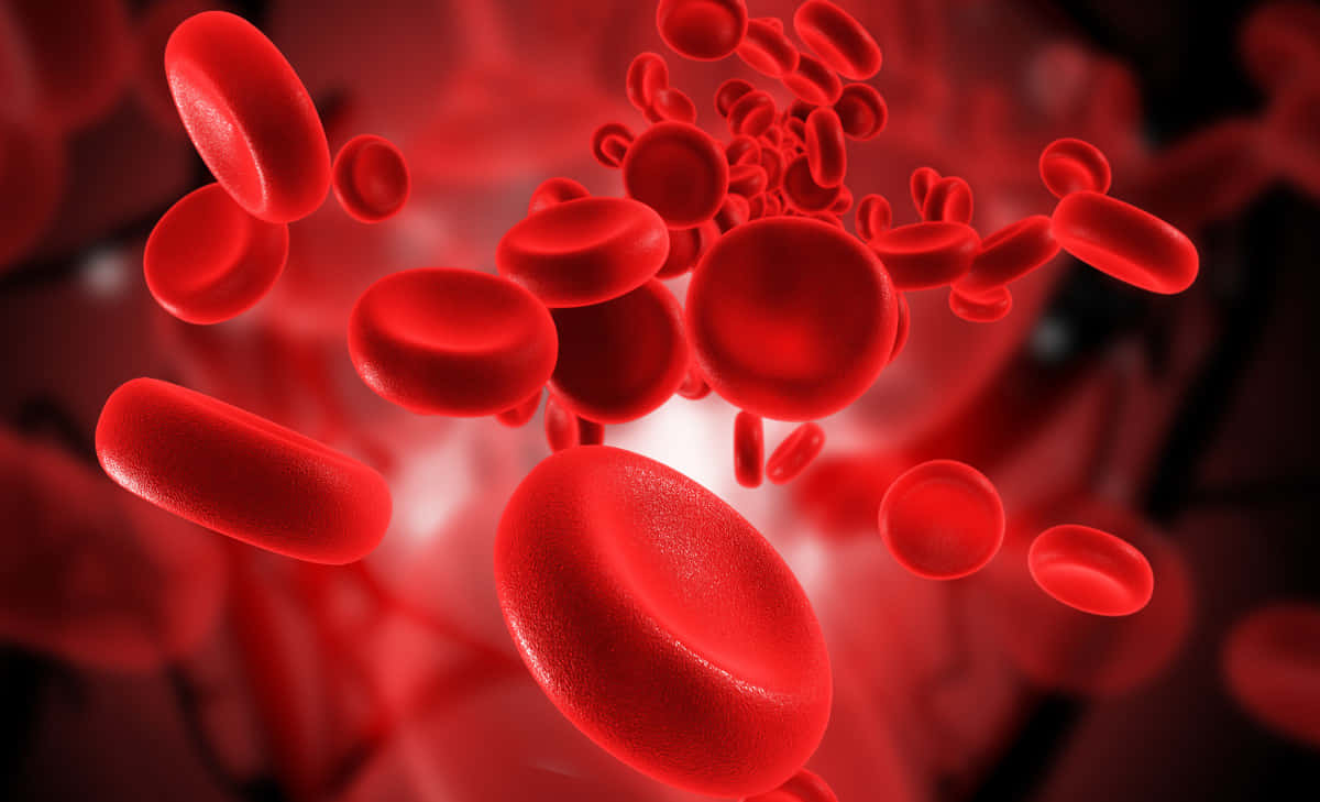 Close-up View Of Red Blood Cells In The Human Body Wallpaper