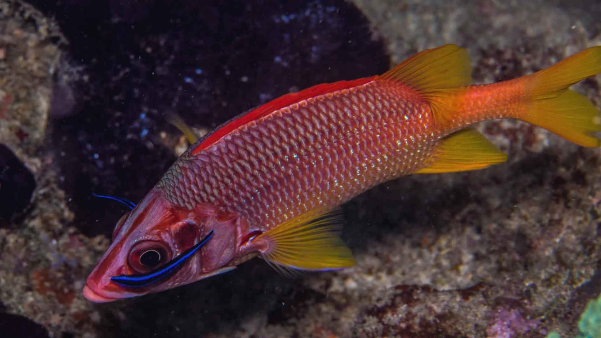 Close-up View Of Vibrant Squirrelfish In Coral Reef Environment Wallpaper
