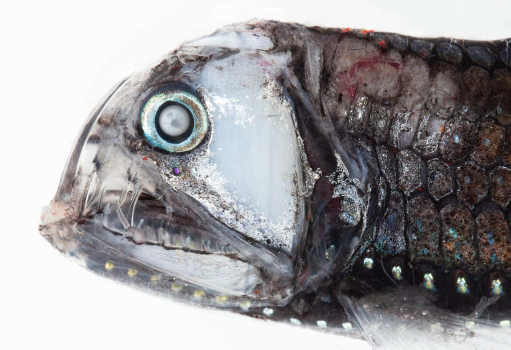Close Up Viperfish Head Wallpaper