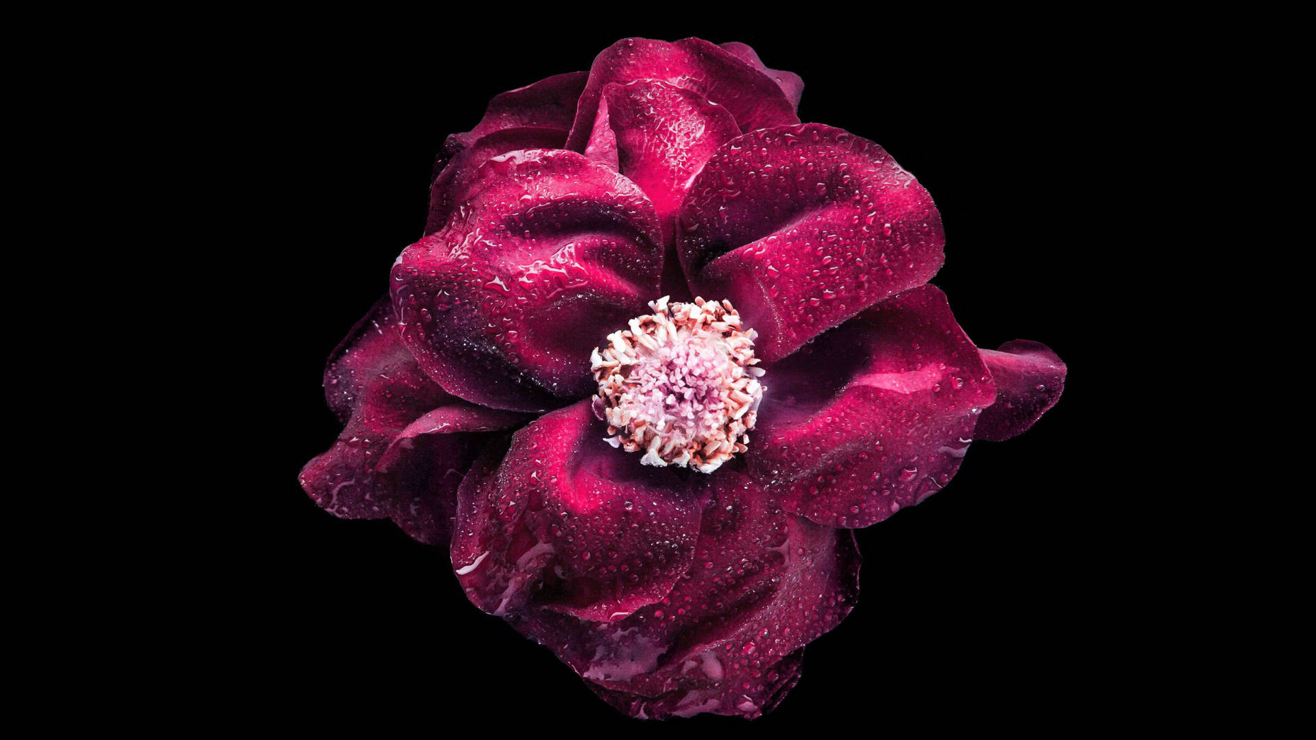 Close-up Vivid Purple Flower Wallpaper