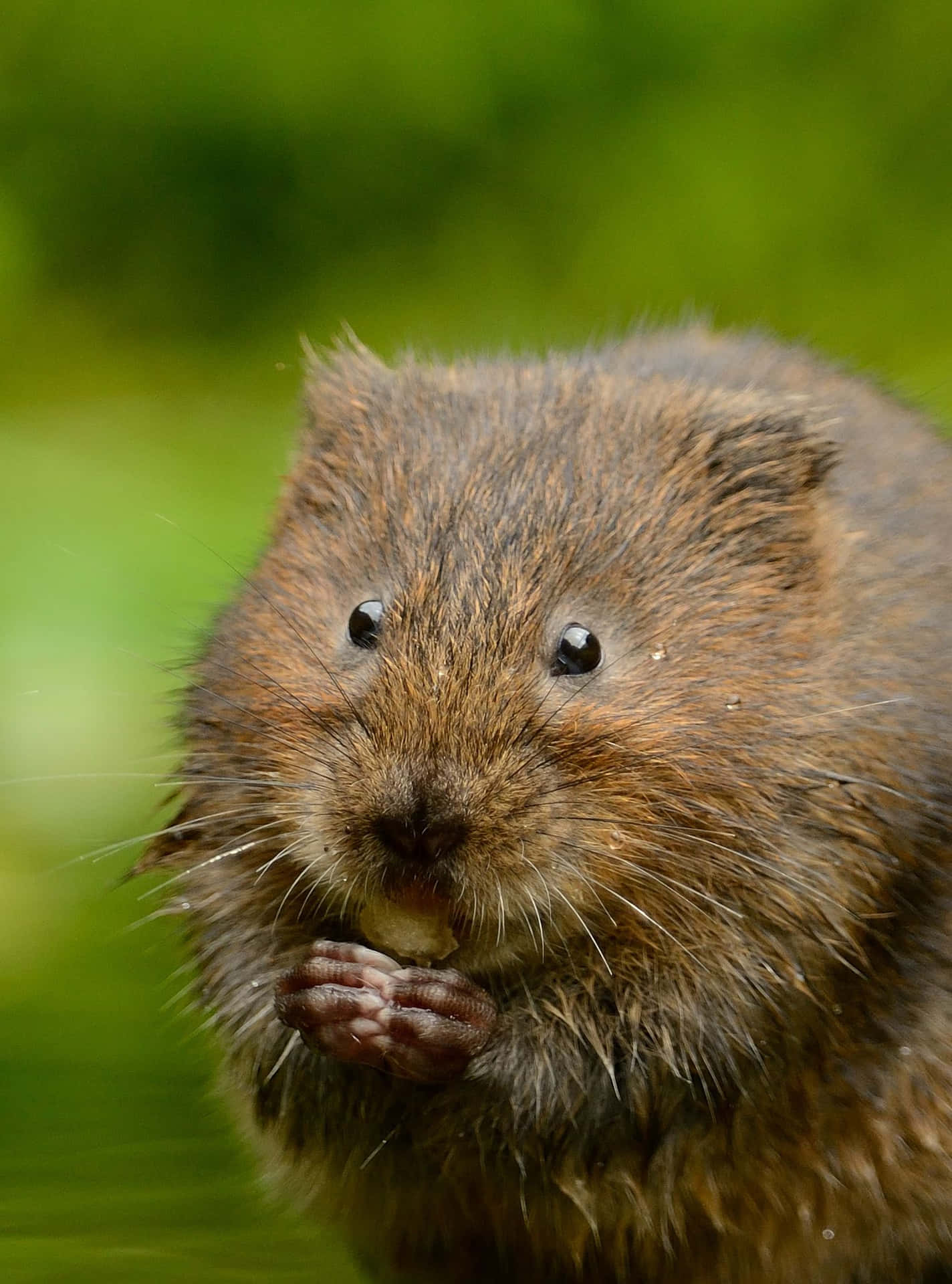 Close Up Vole Eating Wallpaper