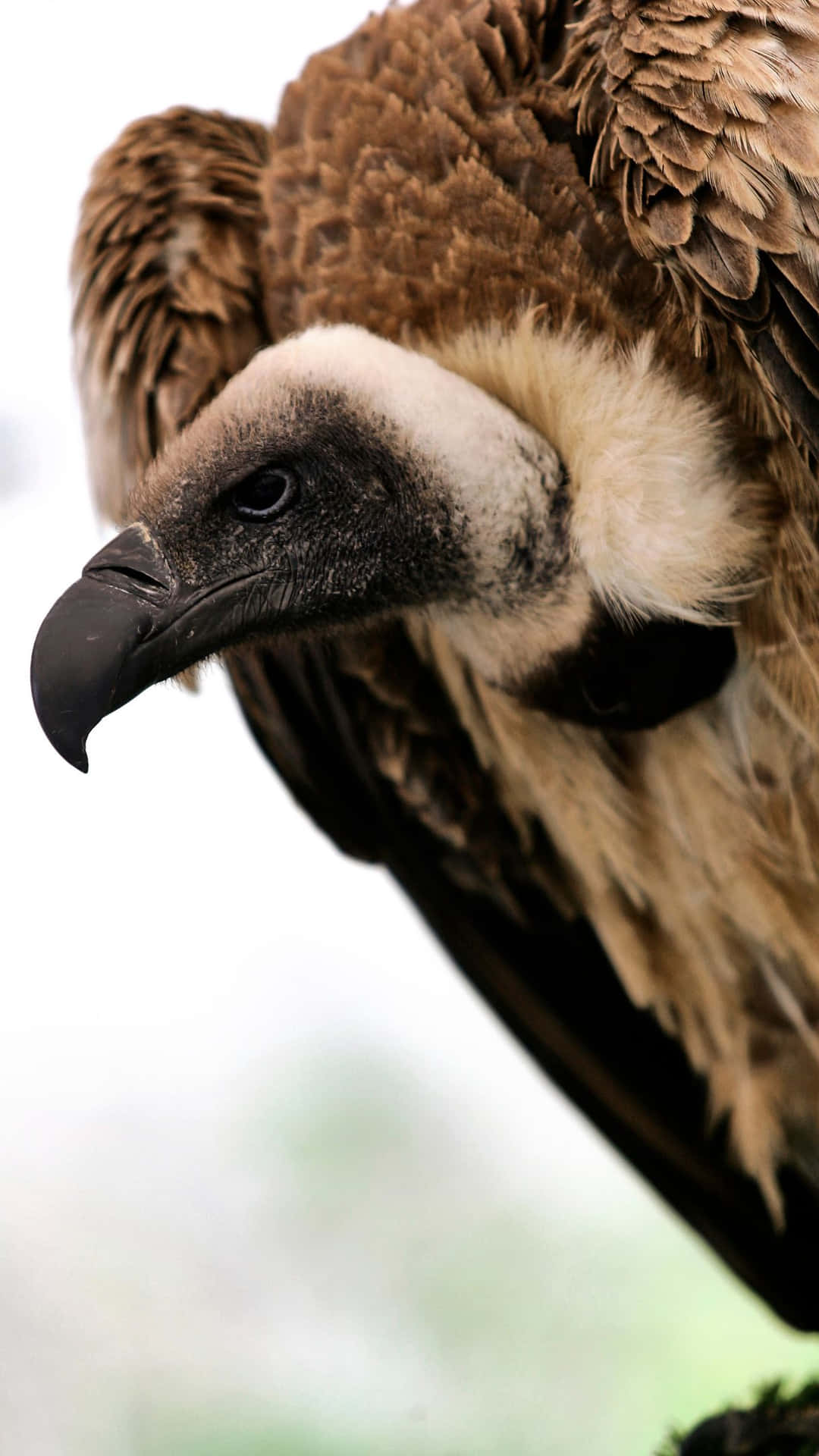 Close Up Vulture Portrait.jpg Wallpaper