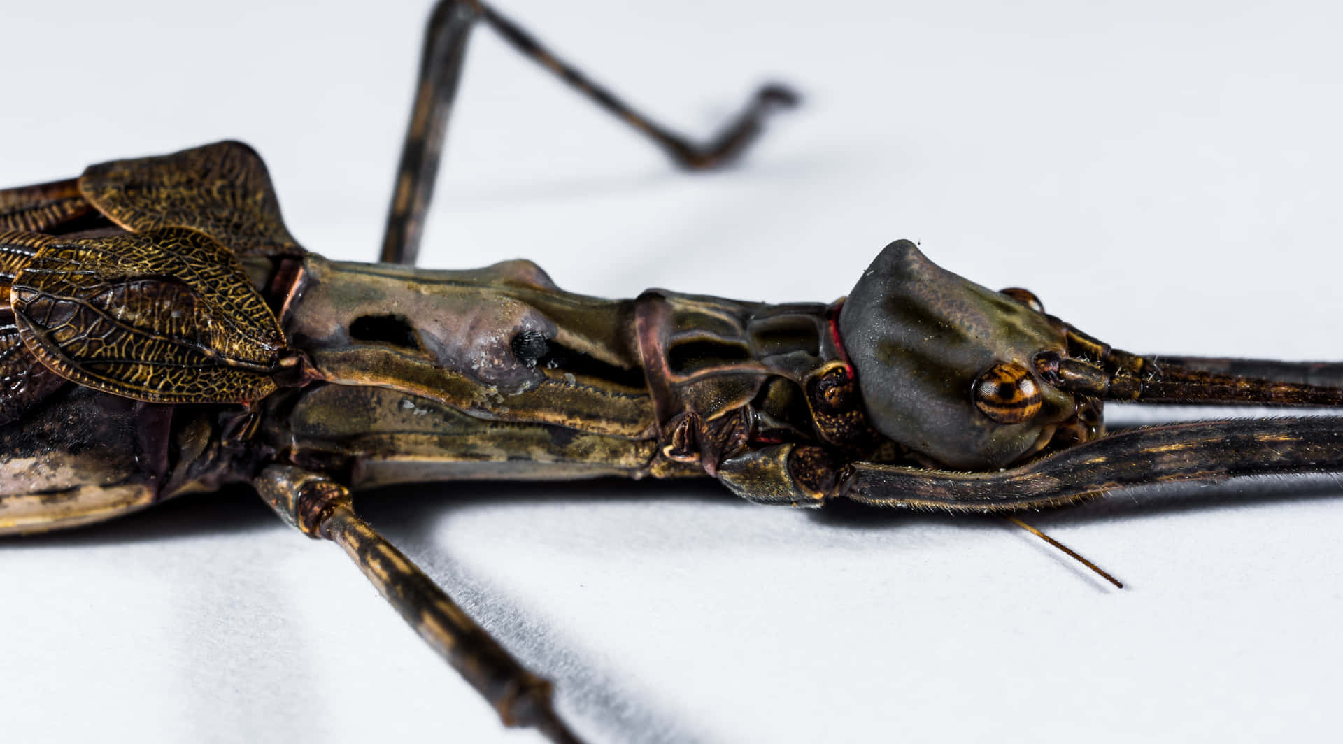 Close Up Walkingstick Insect Wallpaper