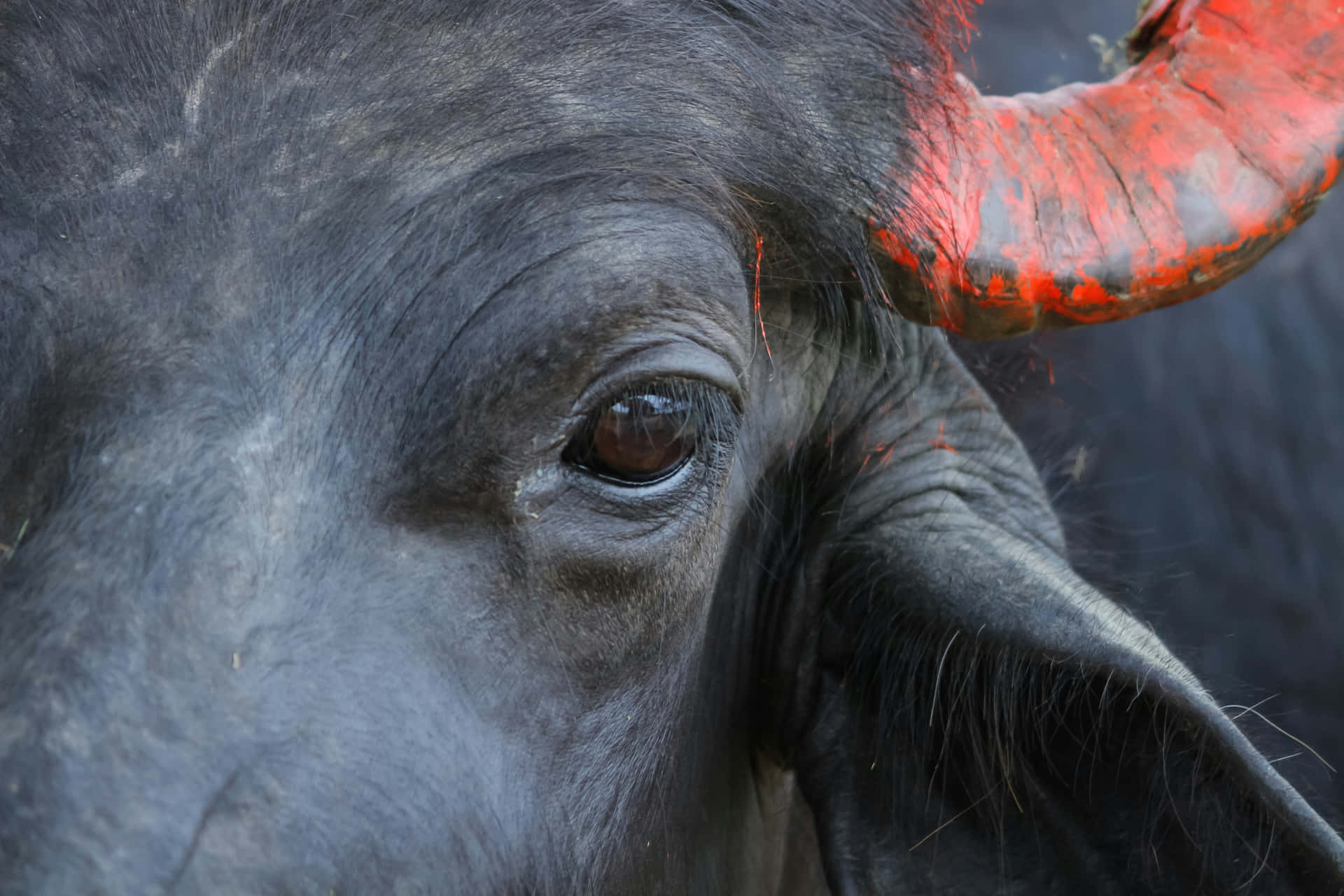 Close Up Water Buffalo Eyeand Horn.jpg Wallpaper