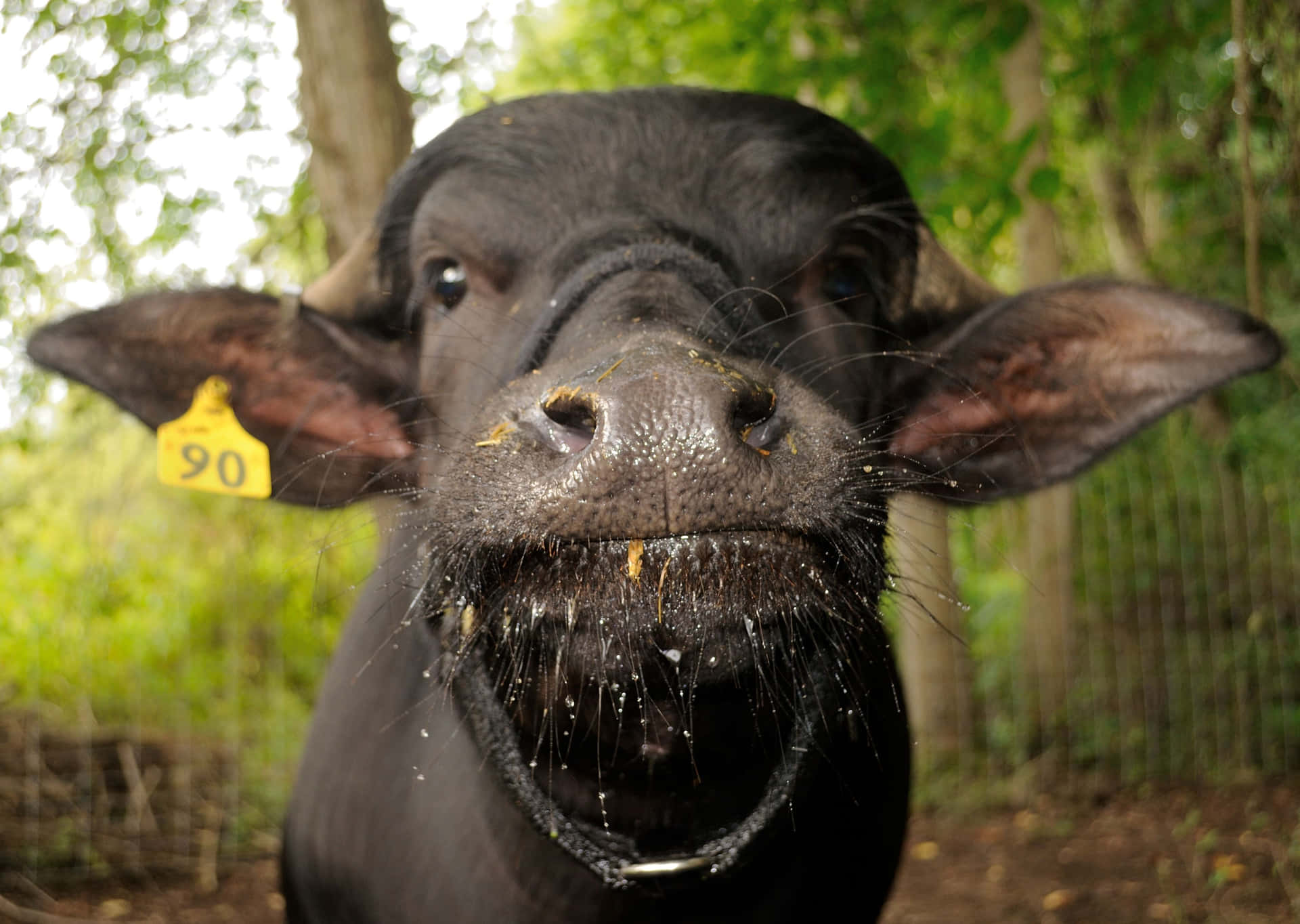 Close Up Water Buffalo Face Wallpaper