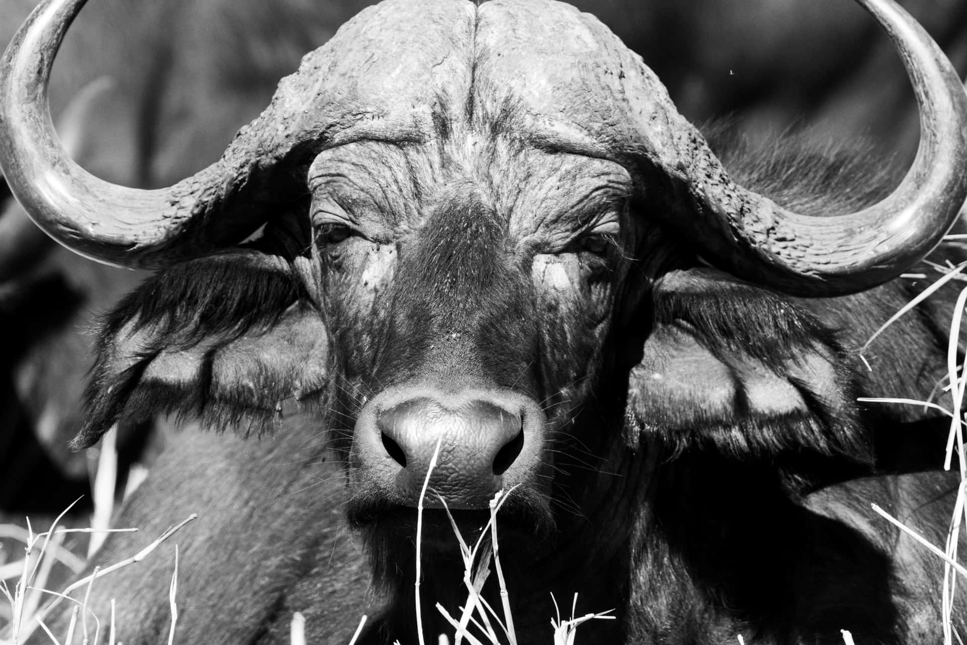 Close Up Water Buffalo Portrait Wallpaper