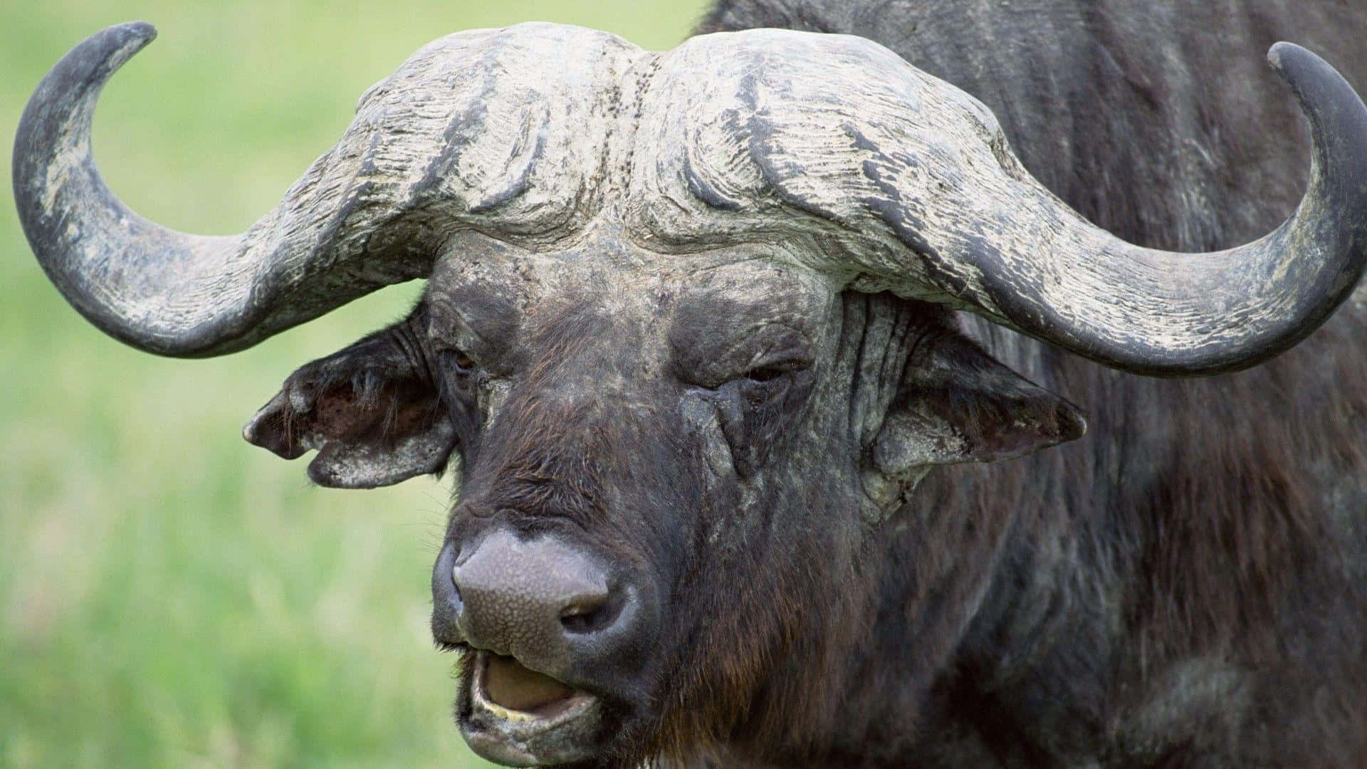 Close Up Water Buffalowith Curved Horns Wallpaper