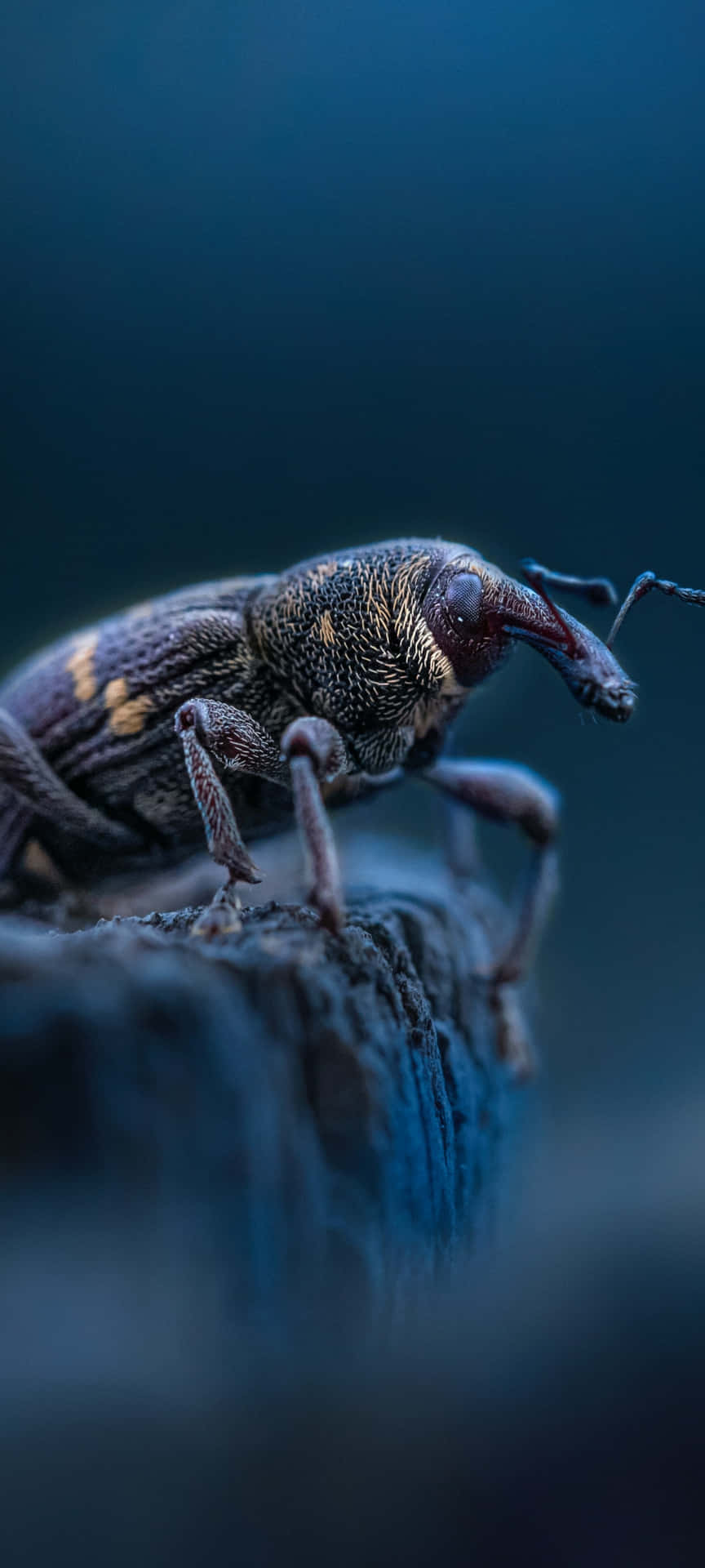 Close Up Weevil In Natural Habitat Wallpaper