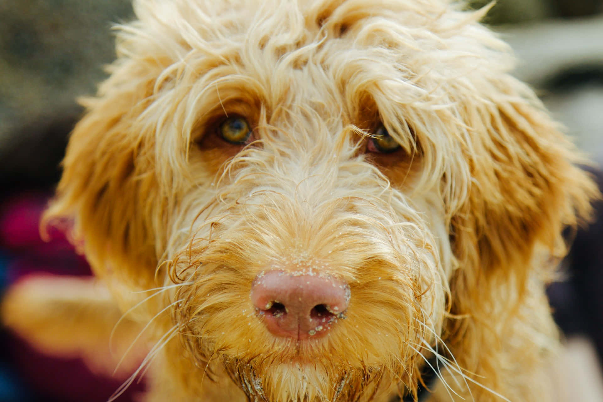 Nærbilde Av Våt Gylden Hund Bakgrunnsbildet