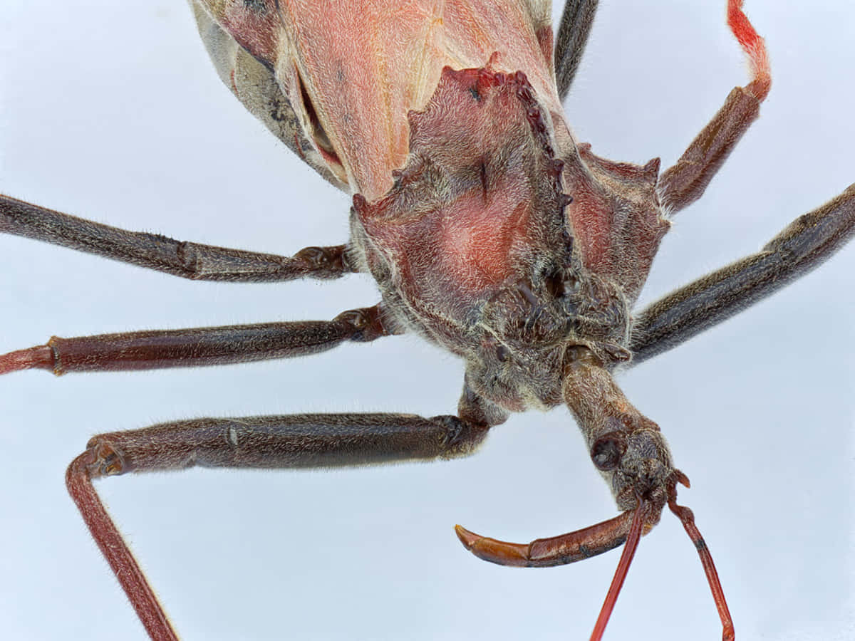 Close Up Wheel Bug Assassin Bug Wallpaper