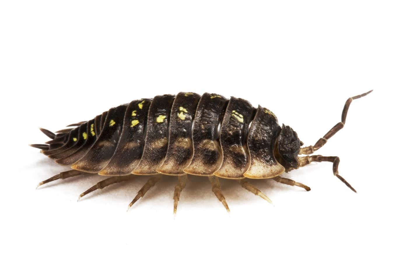 Close Up Woodlouse Isolated Wallpaper