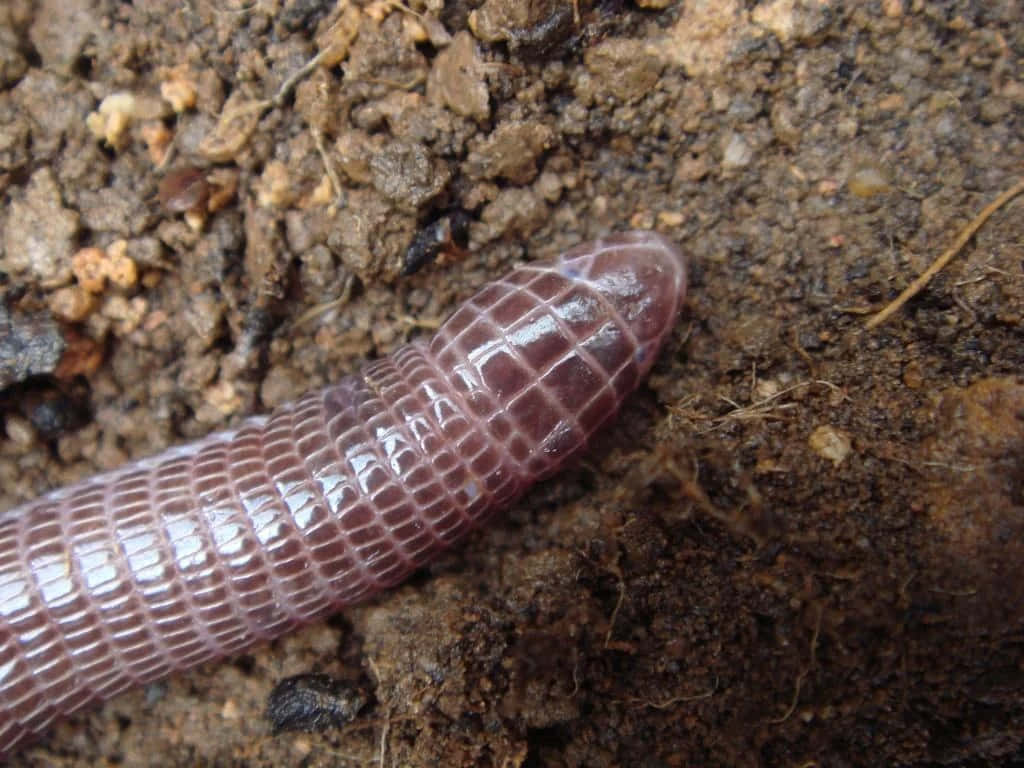 Close Up Worm Lizard In Habitat.jpg Wallpaper